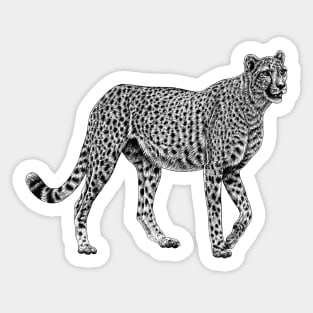 African cheetah Sticker